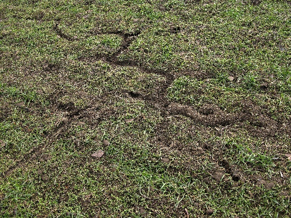 Chodby hrabo&scaron;e poln&iacute;ho v&nbsp;p&scaron;enici