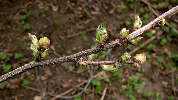 Zduřen&iacute; pupenů ryb&iacute;zu způsoben&eacute; h&aacute;lčivcem ryb&iacute;zov&yacute;m