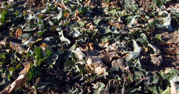 Ozim&aacute; řepka na jaře po sejit&iacute; sněhu potřebuje včas přihnojit