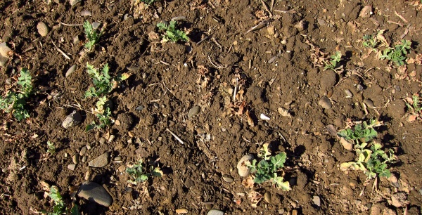 &Scaron;patn&yacute; porost řepky po přezimov&aacute;n&iacute;