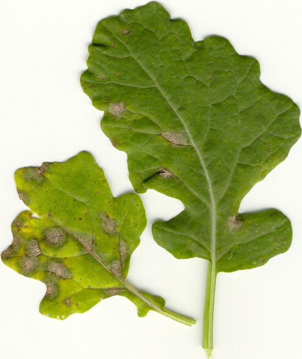 F&oacute;mov&aacute; hniloba na listech řepky