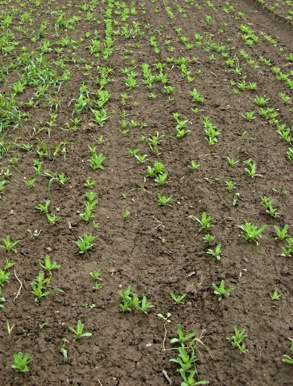 Porost m&aacute;ku po&scaron;kozen&yacute; krytonoscem kořenov&yacute;m