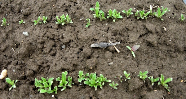 Rostliny m&aacute;ku retardovan&eacute; nevhodnou herbicidn&iacute; aplikac&iacute;