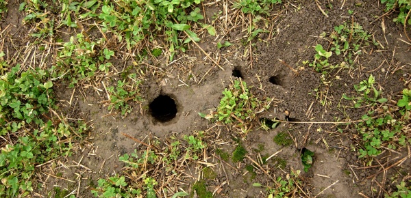 Nora hrabo&scaron;e poln&iacute;ho ve vojtě&scaron;ce