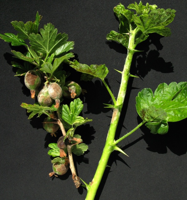 Hněd&eacute; padl&iacute; angre&scaron;tu