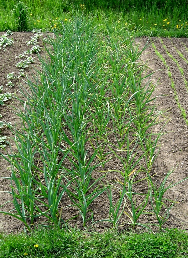 Na česneku &scaron;kod&iacute; houbomilka česnekov&aacute;