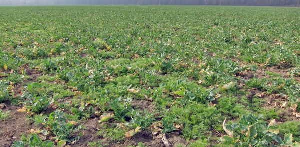 Plevele lze v řepce na jaře ještě dočistit