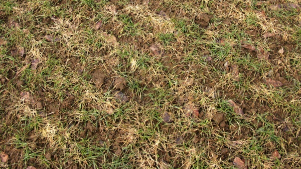 Pod sněhem může ozimou pšenici poškodit plíseň sněžná