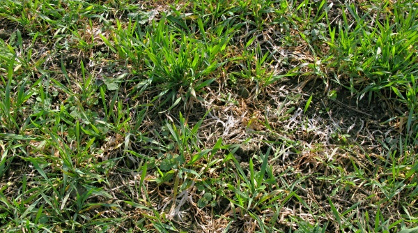 Paluška travní škodí především na ozimé ječmeni