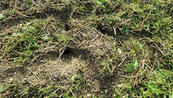 Nory hraboše polního ve vojtěšce vloni na podzim