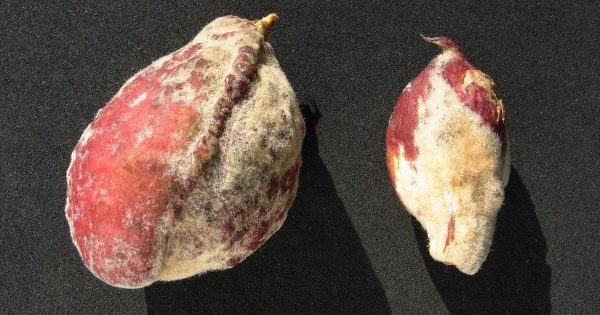 Kadeřavost se může projevit i na plodech broskvoně