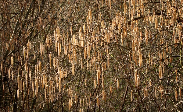 Fenofáze květu lísky je signálem pro ošetření broskvoní proti kadeřavosti