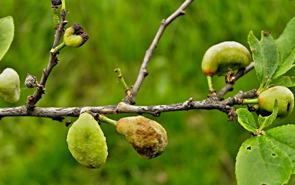 Poškození plodů švestek puchrovitostí