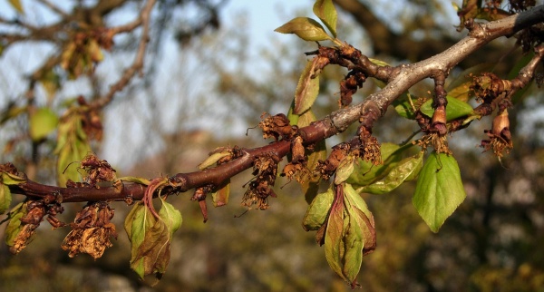 Příznaky moniliové spály meruňky
