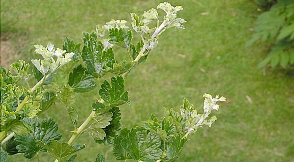 Hnědé padlí angreštu na letorostech