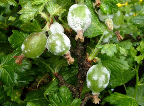 Hnědé padlí angreštu na plodech