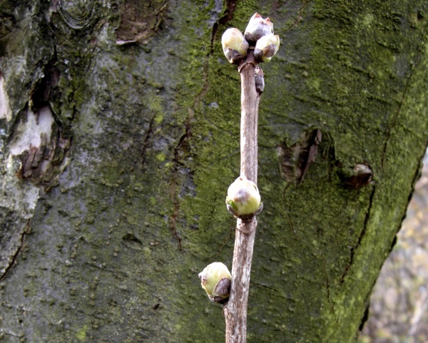 Zduření pupenů způsobené vlnovníkem rybízovým