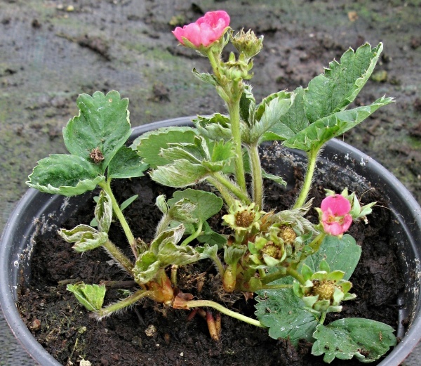 Roztočík jahodníkový poškozuje srdéčka jahodníku