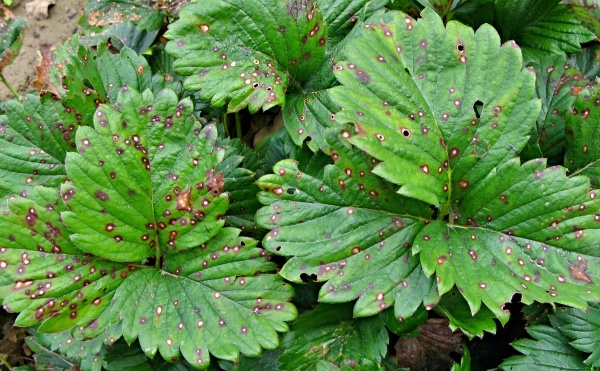 Bílá skvrnitost listů jahodníku