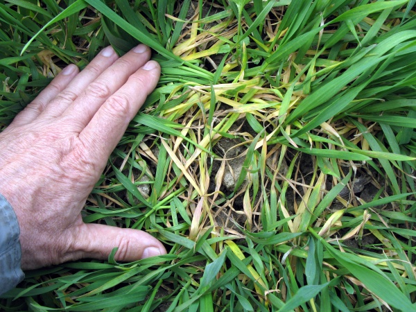 Na konci odnožov&aacute;n&iacute; zji&scaron;ťujeme choroby pat st&eacute;bel 