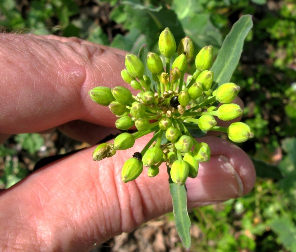 Brouci bl&yacute;sk&aacute;čka vyž&iacute;raj&iacute; otvory do poupat a&nbsp;živ&iacute; se pylem