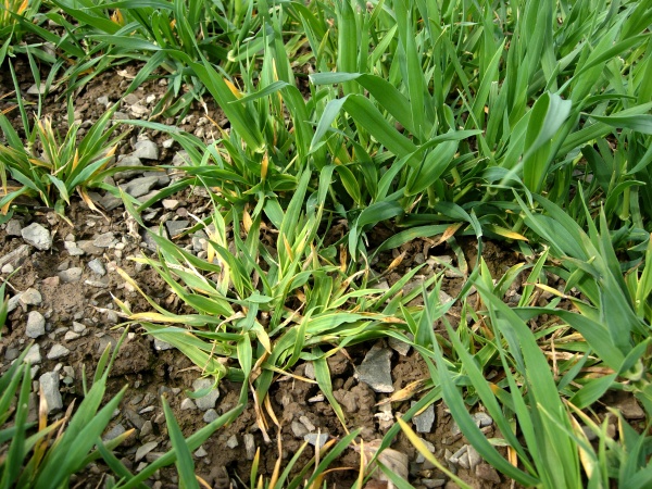 Virov&aacute; zakrslost ječmene