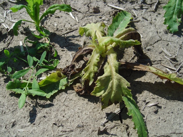 Pl&iacute;seň m&aacute;ku napad&aacute; i&nbsp;vzch&aacute;zej&iacute;c&iacute; rostliny