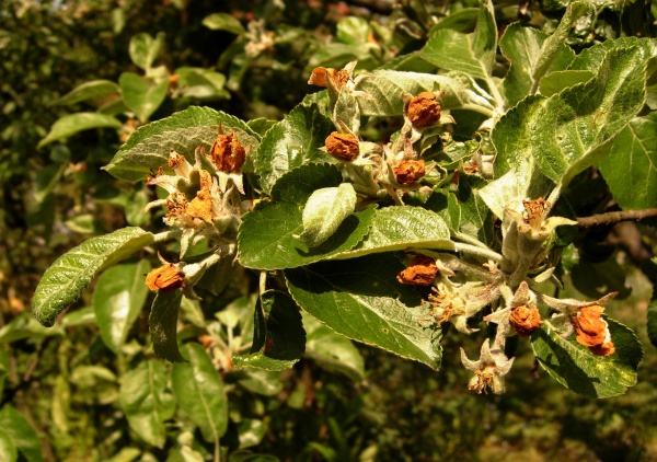 Larvy květopase vyžírají květní poupata