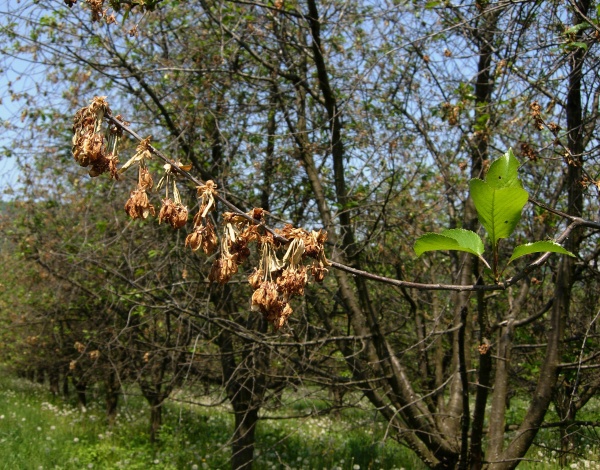 Moniliový úžeh peckovin
