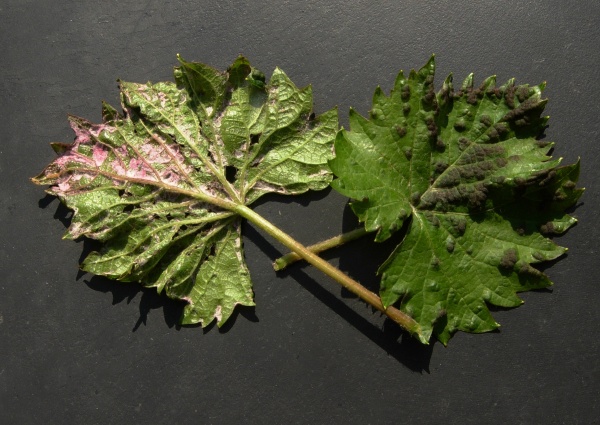 Plstnatost révy vinné