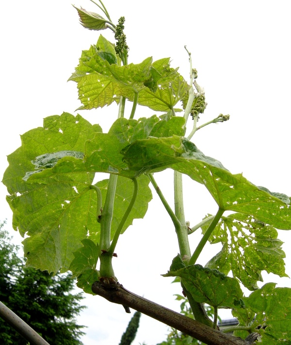 Kadeřavost révy vinné