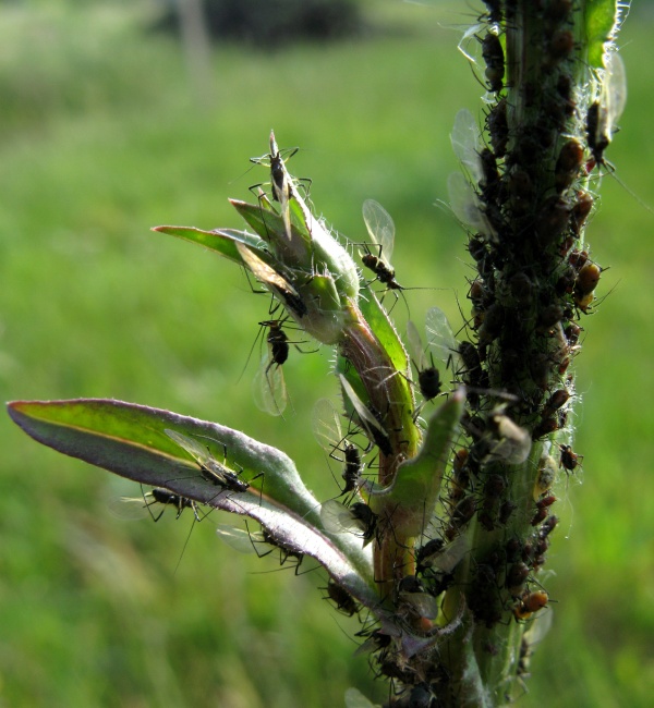 Mšice škodí na mnoha rostlinách
