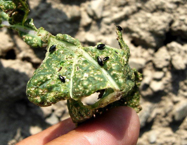 Dřepčík je škůdcem vzcházející brukvovité zeleniny