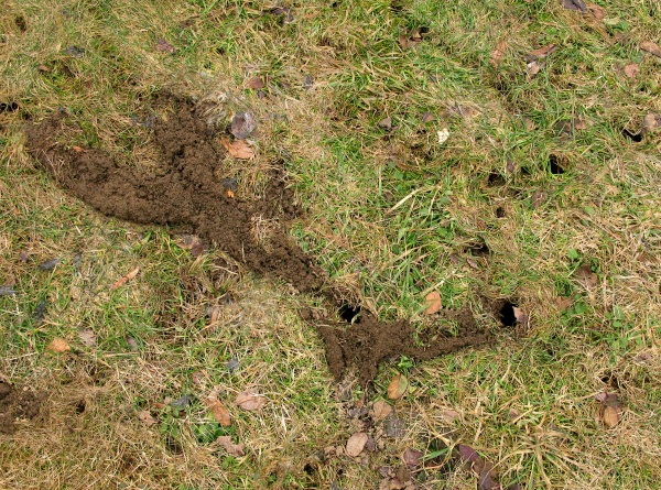 Aktivní nory hraboše polního v trávníku