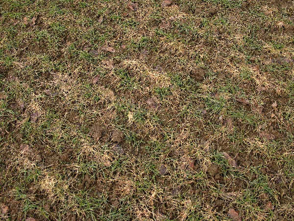 Pl&iacute;seň sněžn&aacute; na porostu p&scaron;enice ozim&eacute;