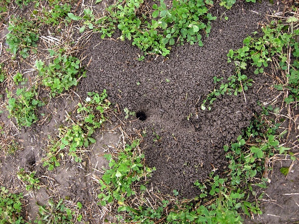 Nora hrabo&scaron;e poln&iacute;ho ve vojtě&scaron;ce