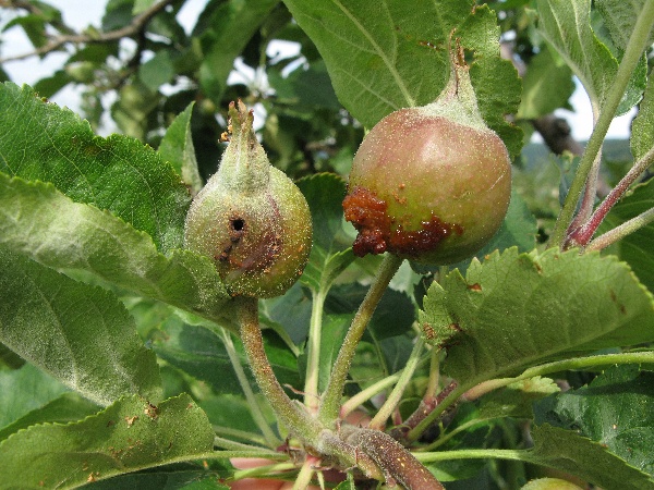 Plůdky po&scaron;kozen&eacute; pilatkou jablečnou