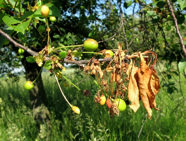 Moniliov&yacute; &uacute;žeh květů peckovin