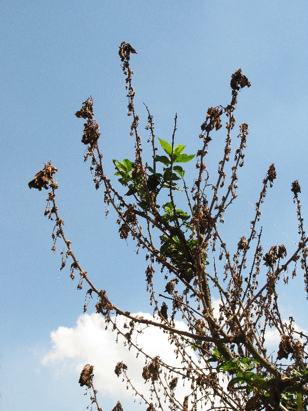 Siln&yacute; infekčn&iacute; tlak moniliov&eacute;ho &uacute;žehu