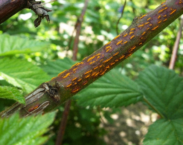 Rez ostružinov&aacute;