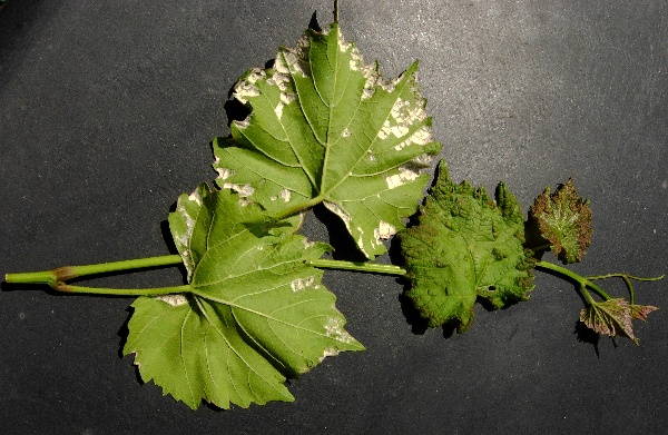 Plstnatost r&eacute;vy vinn&eacute;