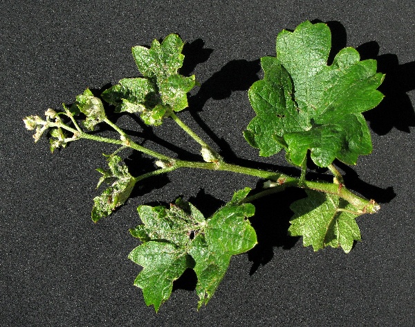 Kadeřavost r&eacute;vy vinn&eacute;