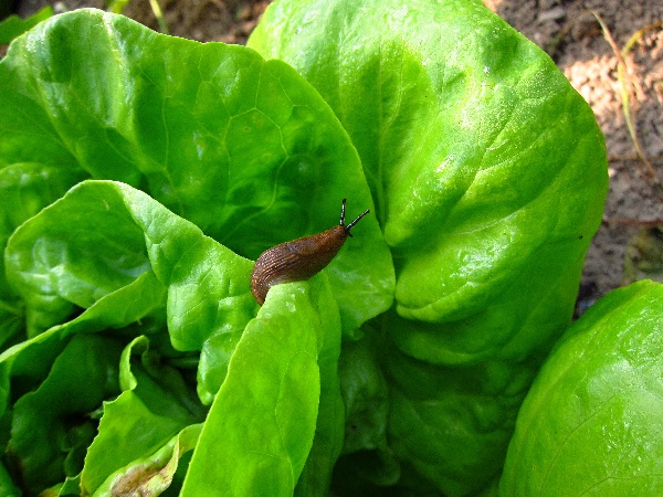 Slim&aacute;k &scaron;kod&iacute;c&iacute; na listov&eacute; zelenině