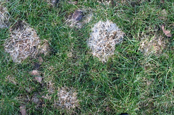 Pl&iacute;seň sněžn&aacute; na tr&aacute;vn&iacute;ku