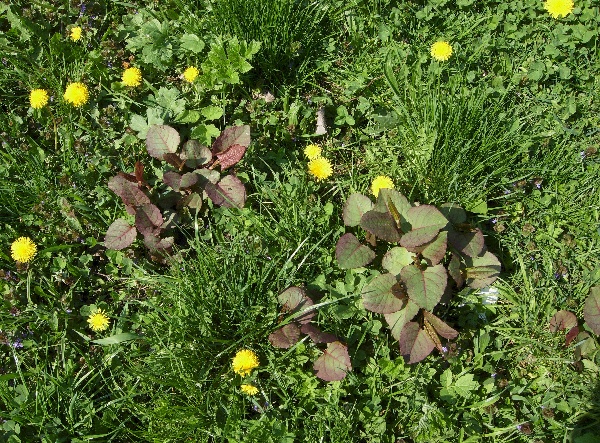 Vytrval&eacute; dvouděložn&eacute; plevele v&nbsp;zanedban&eacute;m tr&aacute;vn&iacute;ku