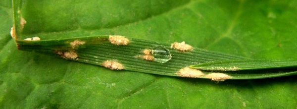 Padl&iacute; na listu ječmenu