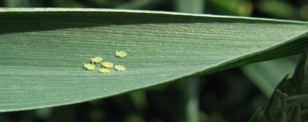 M&scaron;ice na listu p&scaron;enice