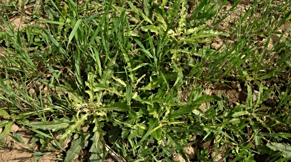 Pch&aacute;č roln&iacute; v&nbsp;p&scaron;enici