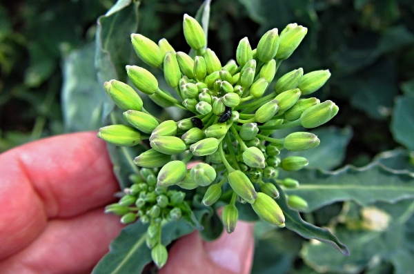 Bl&yacute;sk&aacute;ček řepkov&yacute; nejv&iacute;ce &scaron;kod&iacute; před květem