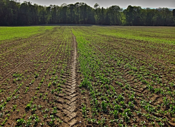 Zaplevelen&yacute; porost m&aacute;ku po&scaron;kozen&yacute; krytonoscem kořenov&yacute;m
